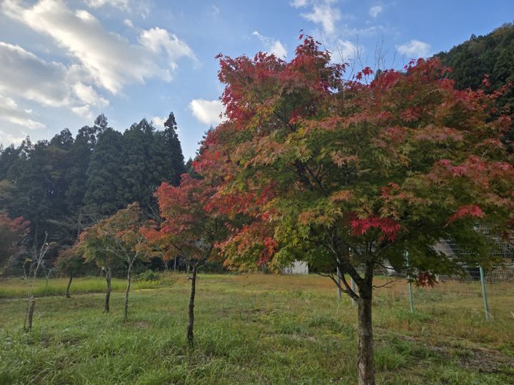 紅葉の木（秋）