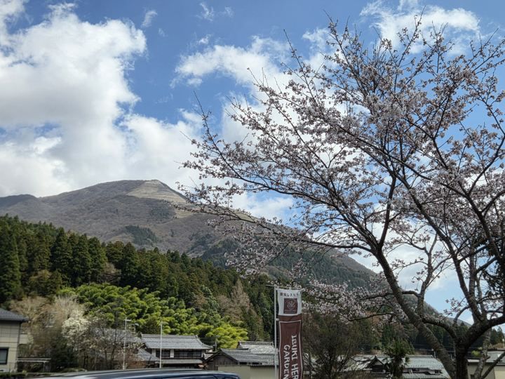 桜と伊吹山（春）