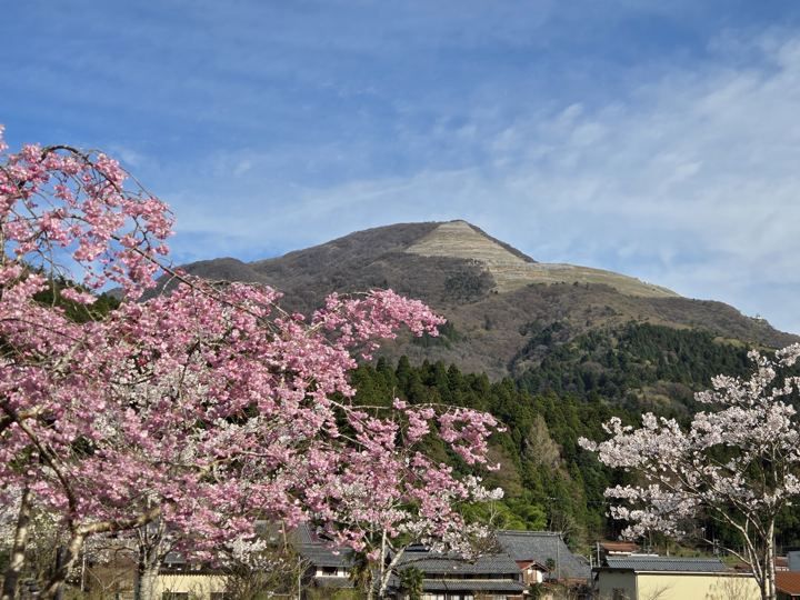 八重桜と伊吹山（春）